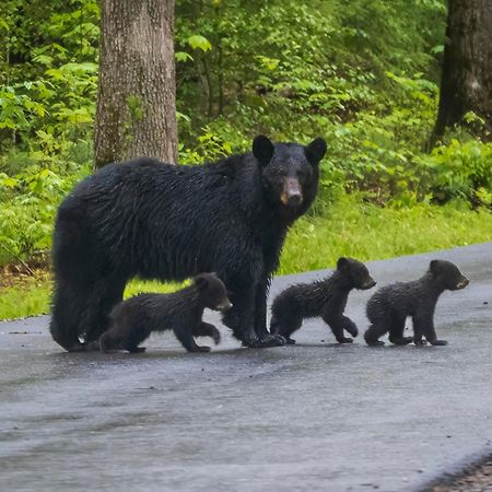 Wilderness Lodge, Hot Tub, Game Room, Pool Access, 1089 Free Tickets Each Paid Day, Dollywood And M Sevierville Εξωτερικό φωτογραφία